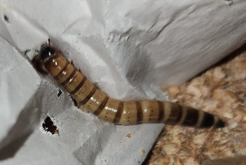 Super Worm
