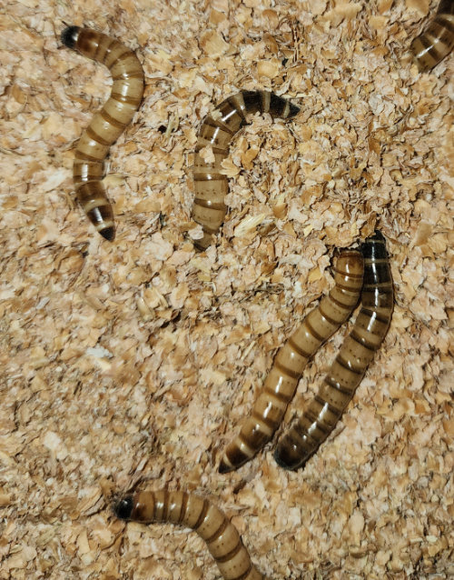 Super Wormy