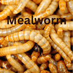 1000 Mealworms Medium/Large - $ 30.00
