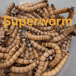 50 Superworms Medium/Large - $ 5.00