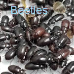 100 Buffalo Beetles - $ 5.00