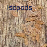 10 Orange Powder Isopods - $ 10.00