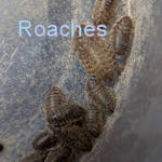 20 Roache Extra Small/Small - $ 5.00